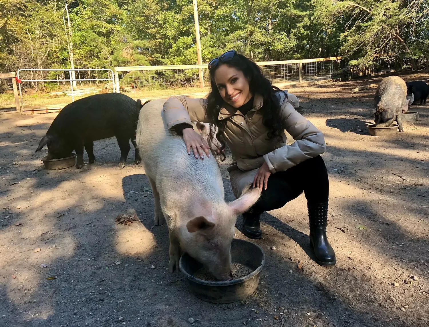 Cheryl gently petting a pig while visiting other pigs